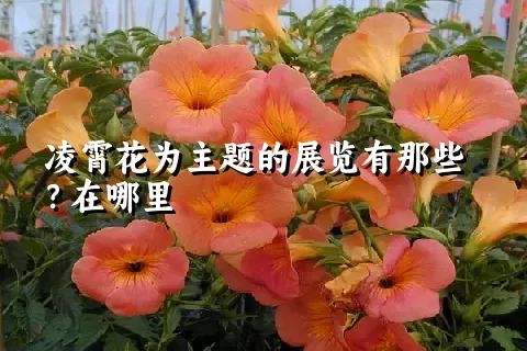 凌霄花为主题的展览有那些？在哪里