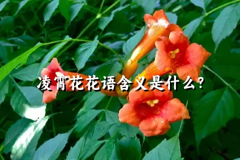 凌霄花花语含义是什么？