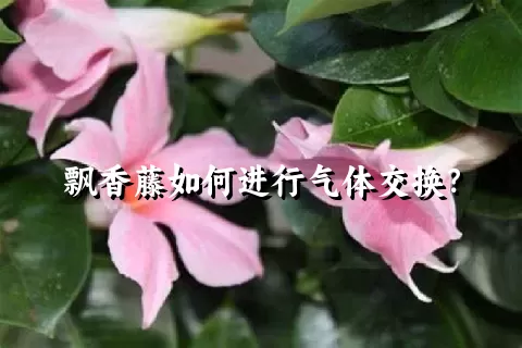 飘香藤如何进行气体交换？