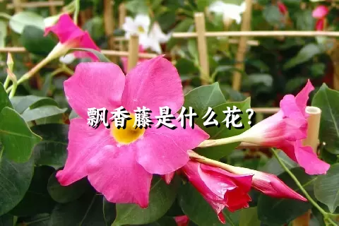 飘香藤是什么花？