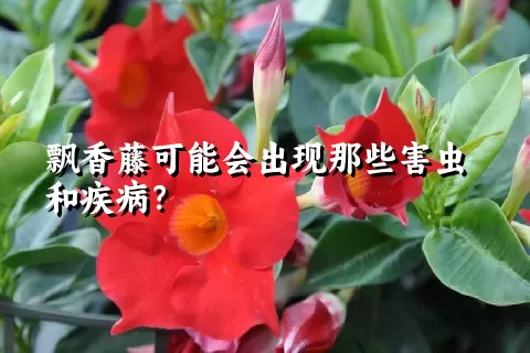 飘香藤可能会出现那些害虫和疾病？