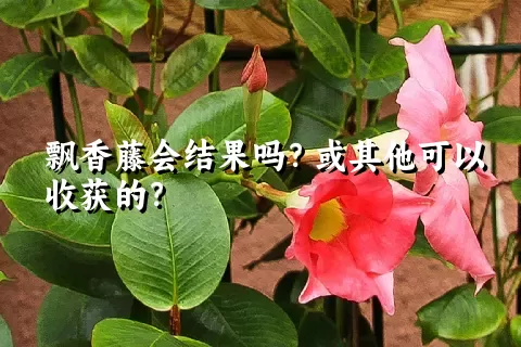 飘香藤会结果吗？或其他可以收获的？