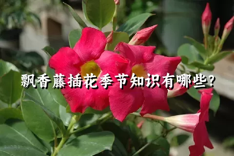 飘香藤插花季节知识有哪些？