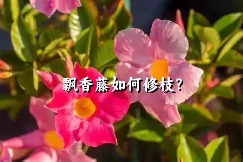 飘香藤如何修枝？