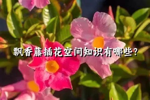 飘香藤插花空间知识有哪些？