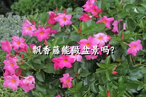 飘香藤能做盆景吗？