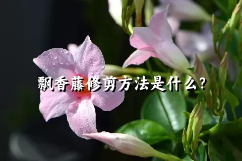 飘香藤修剪方法是什么？