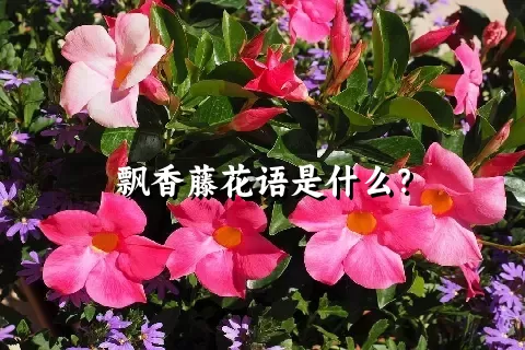 飘香藤花语是什么？