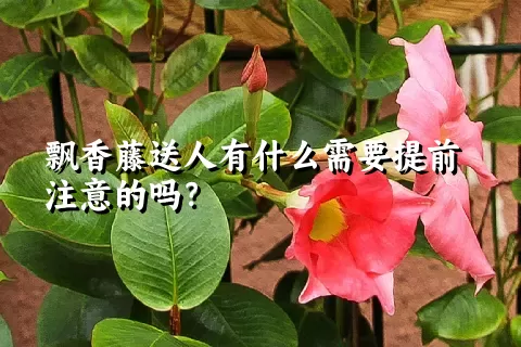 飘香藤送人有什么需要提前注意的吗？