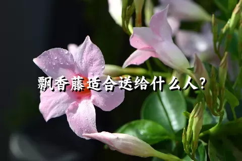 飘香藤适合送给什么人？