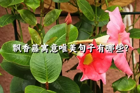 飘香藤寓意唯美句子有哪些？