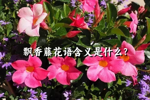 飘香藤花语含义是什么？