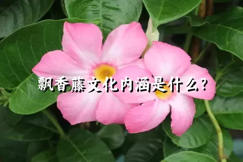 飘香藤文化内涵是什么？