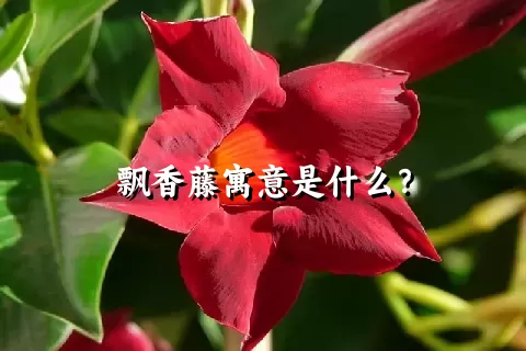 飘香藤寓意是什么？