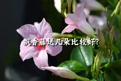 飘香藤送几朵比较好？