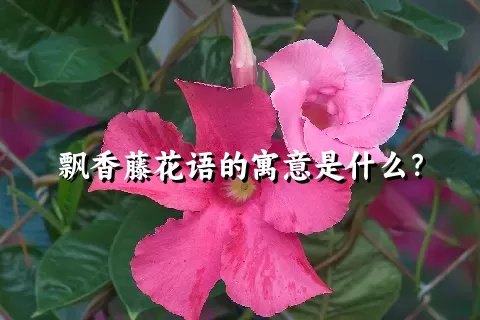 飘香藤花语的寓意是什么？