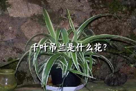 千叶吊兰是什么花？