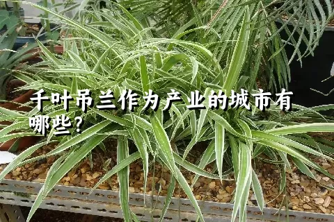 千叶吊兰作为产业的城市有哪些？