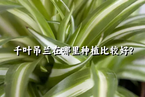 千叶吊兰在哪里种植比较好？