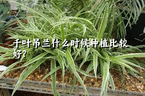 千叶吊兰什么时候种植比较好？