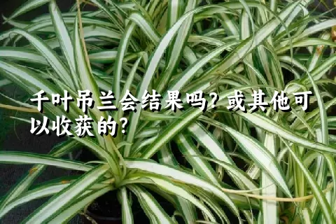 千叶吊兰会结果吗？或其他可以收获的？