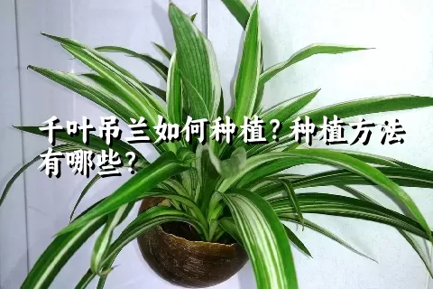 千叶吊兰如何种植？种植方法有哪些？