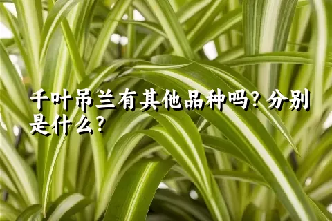 千叶吊兰有其他品种吗？分别是什么？