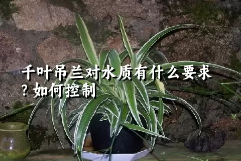 千叶吊兰对水质有什么要求？如何控制