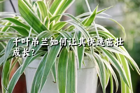 千叶吊兰如何让其快速茁壮成长？