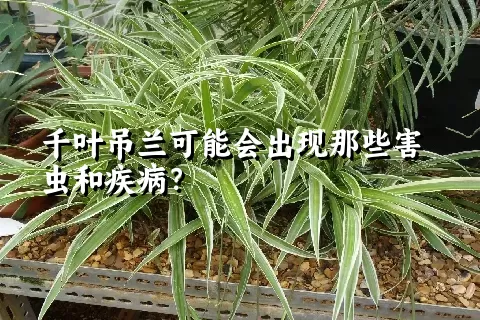 千叶吊兰可能会出现那些害虫和疾病？