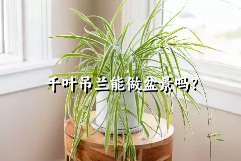 千叶吊兰能做盆景吗？