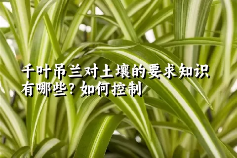 千叶吊兰对土壤的要求知识有哪些？如何控制