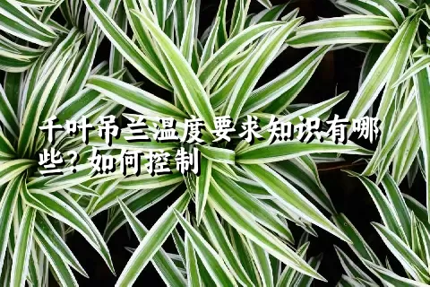 千叶吊兰温度要求知识有哪些？如何控制