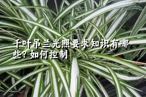 千叶吊兰光照要求知识有哪些？如何控制