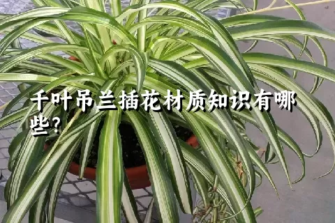 千叶吊兰插花材质知识有哪些？