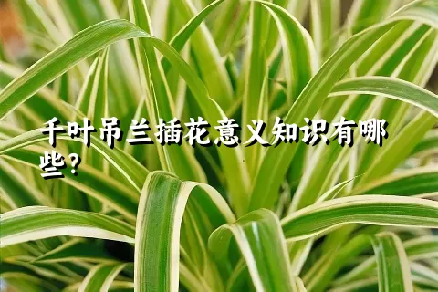 千叶吊兰插花意义知识有哪些？