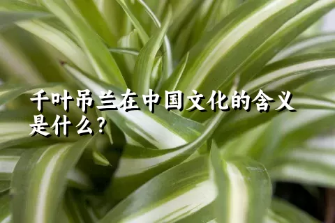 千叶吊兰在中国文化的含义是什么？