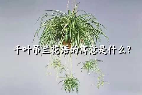 千叶吊兰花语的寓意是什么？