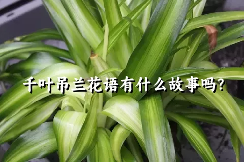 千叶吊兰花语有什么故事吗？