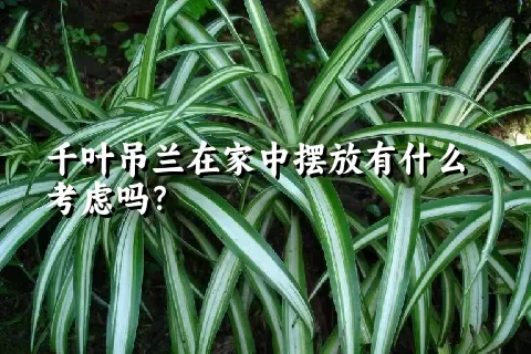 千叶吊兰在家中摆放有什么考虑吗？