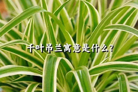 千叶吊兰寓意是什么？