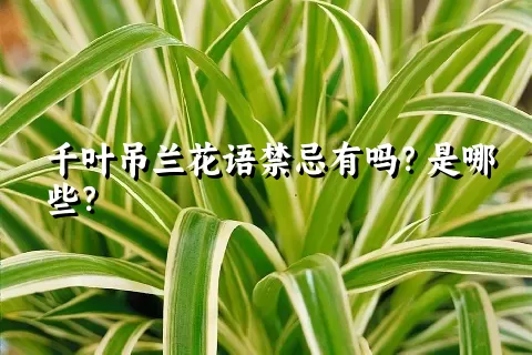 千叶吊兰花语禁忌有吗？是哪些？