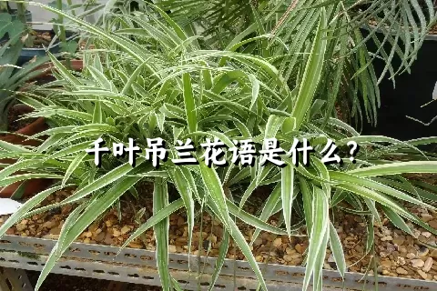 千叶吊兰花语是什么？