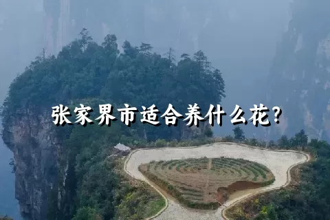 张家界市适合养什么花？