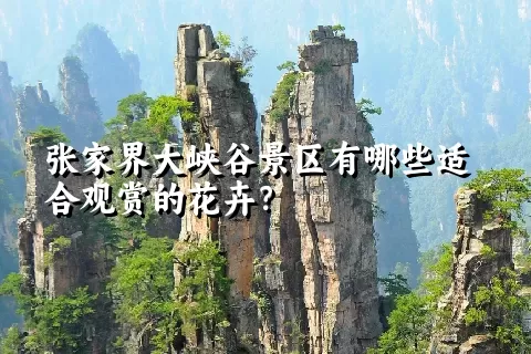 张家界大峡谷景区有哪些适合观赏的花卉？