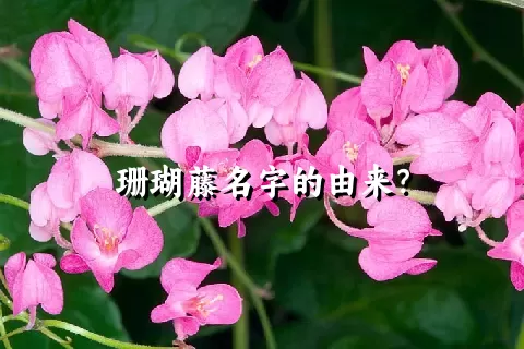 珊瑚藤名字的由来？