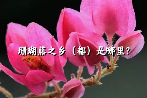 珊瑚藤之乡（都）是哪里？