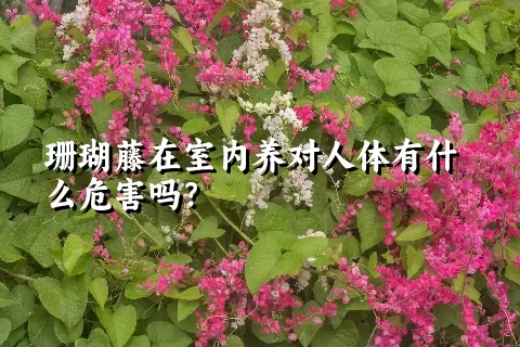 珊瑚藤在室内养对人体有什么危害吗？