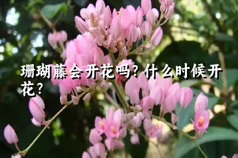 珊瑚藤会开花吗？什么时候开花？