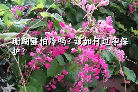 珊瑚藤怕冷吗？该如何过冬保护？